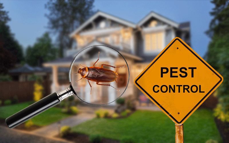 Pest Control Homestead